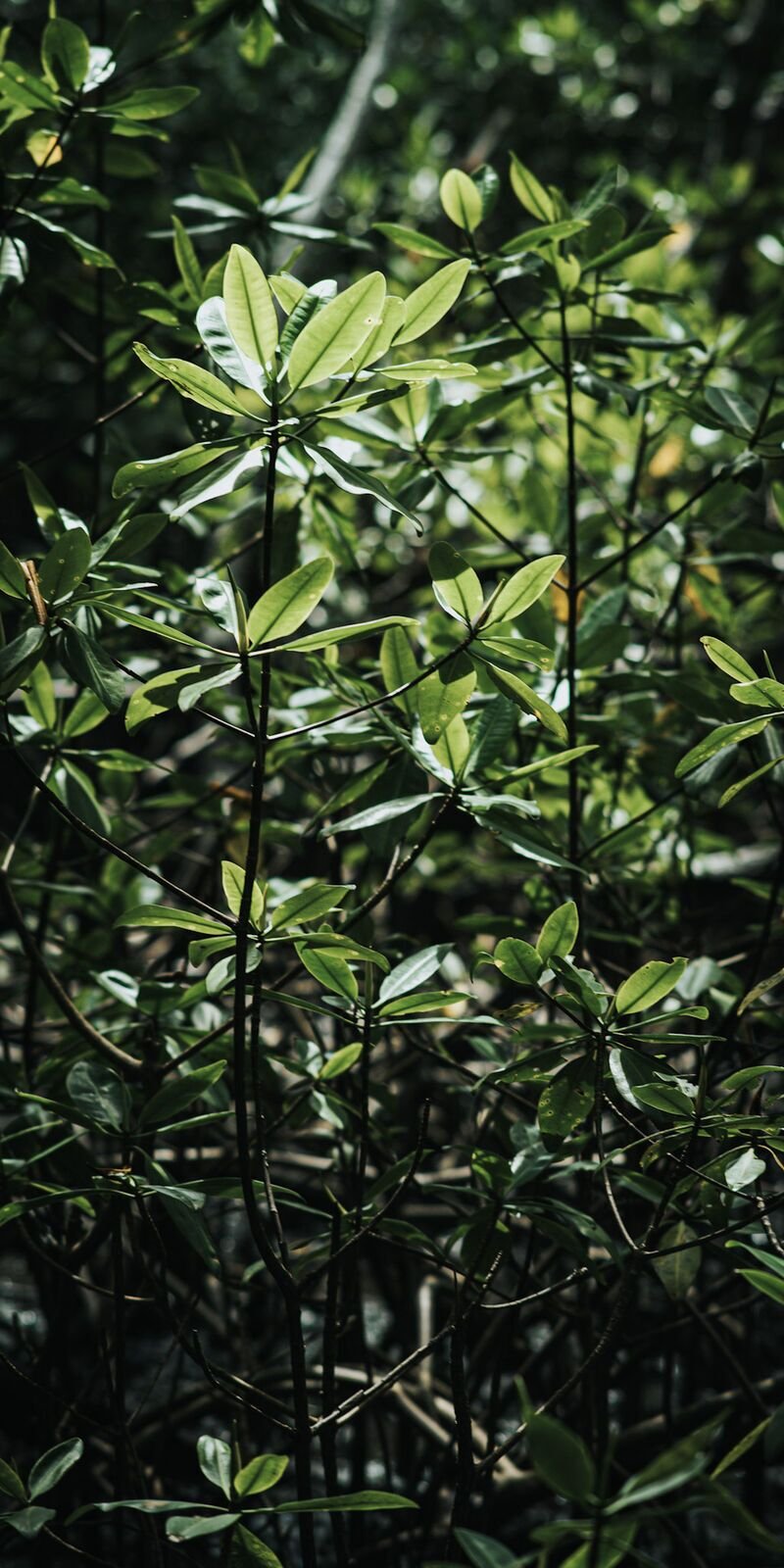 Photo from the essay Mangroves of Caravelas, Bahia