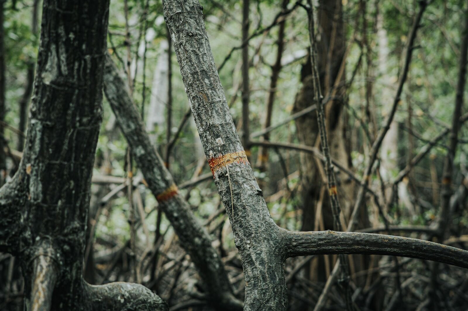 Photo from the essay Mangroves of Caravelas, Bahia