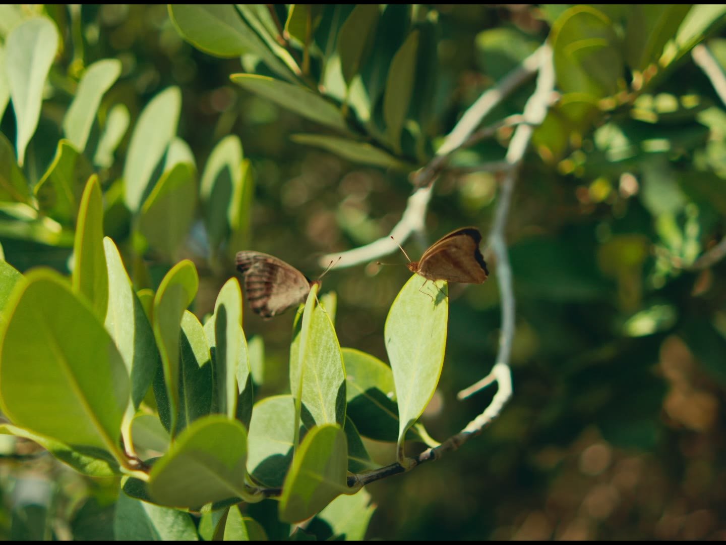 Still from Manguetown