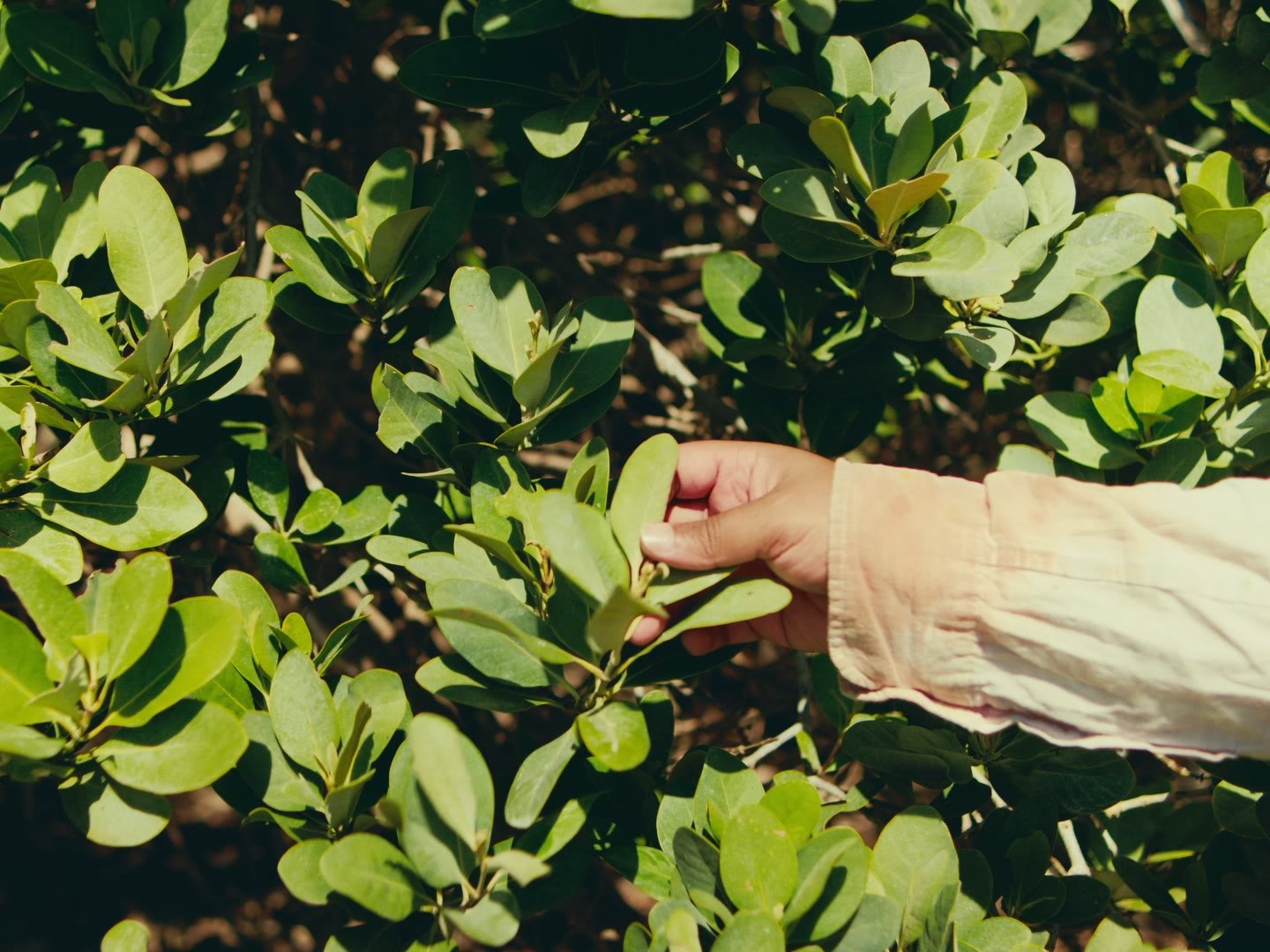 Still from Manguetown