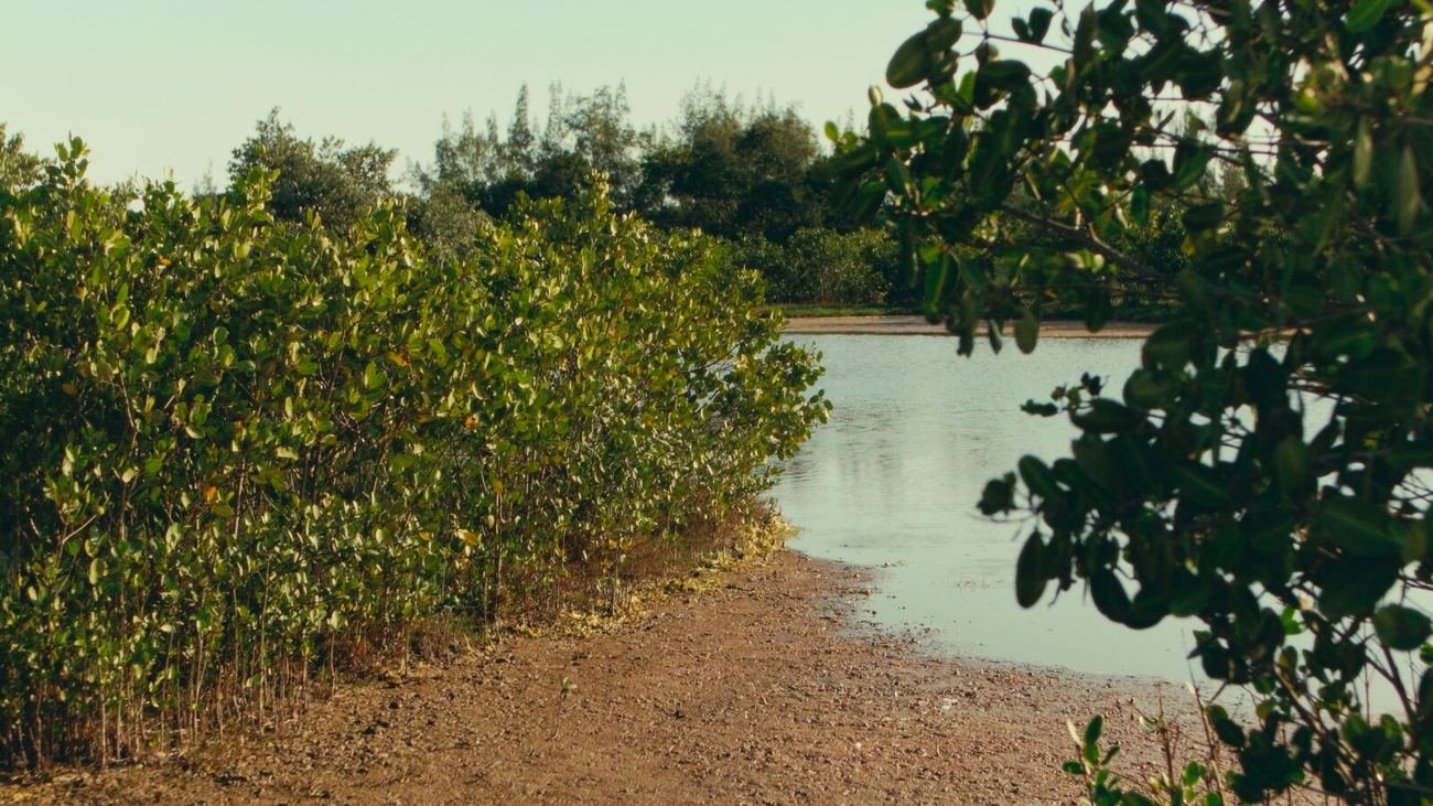 Still de Manguezais da Região dos Lagos